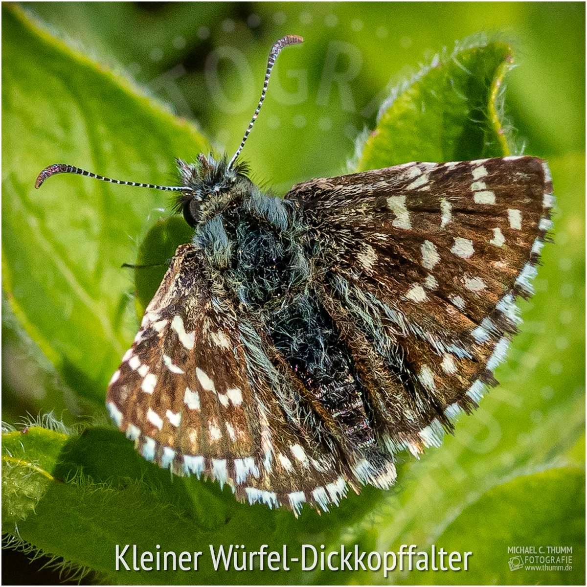 Kleiner Würfel-Dickkopffalter - © Michael C. Thumm